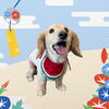 「Dog salon mofu mofu　余市町」