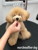 ナノちゃん　ネムイ(_ _).｡o○「スタイルチェンジ　^ - ^」