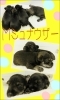 「Ｍシュナウザー生まれました★」