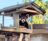 アケビちゃんがよく寛いでる通称・アケビの家「八木山動物公園のレッサーパンダ アケビちゃん」