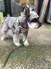 散歩帰りの愛犬のミニチュアシュナウザーです。「食事会・法要・顔合わせなどは、あがわで…」