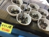 「魚魚市場鮮魚コーナーおすすめは「コウイカ」です」