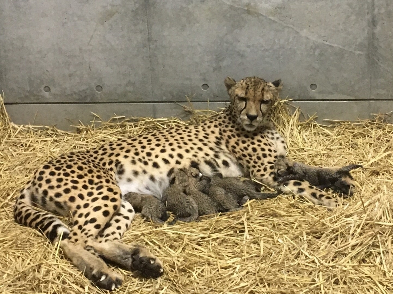 千葉市動物公園 千葉市内でおでかけするならここ 観光スポット特集 まいぷれ 千葉市 千葉市動物公園 千葉市内でおでかけするならここ 観光スポット特集 まいぷれ 千葉市