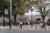 南河原公園 幸区 お花見するならここ 川崎市の 桜 特集 21年 まいぷれ 川崎市
