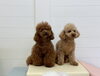 レッド組　仁姜くん☆リクくん「ましゅまろ幼稚園🐾」