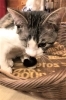 にゃいるどはーと設立のきっかけになった保護猫のフェイス「NPO法人にゃいるどはーと」
