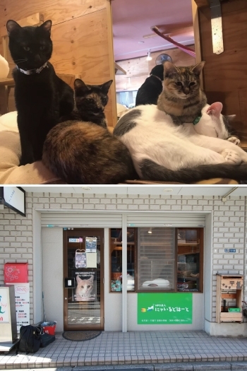 朝霞駅にある猫シェルター（猫ハウス）　里親譲渡会を行っています「NPO法人にゃいるどはーと」