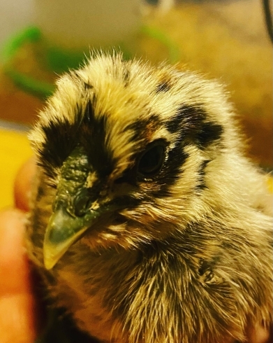 「豹柄の烏骨鶏が誕生【静岡県で卵直売の事なら悠々ファームへ】」