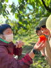「本物に触れる！出雲平田の「西条柿」！」