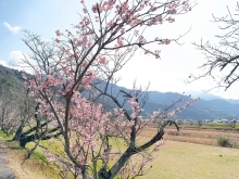 【2024年】春の開花状況【新居浜・西条】