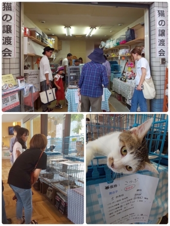 譲渡会の様子
たくさんの猫が幸せになりました(^^♪「ペットマナープロジェクトおのみち」