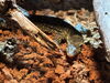 ドラゴン動物園「世界初のドラゴン動物園に潜入/静岡の水槽レンタルならアクアデザインブルース/生き物のプロ/」