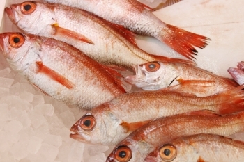 旬の魚も手に入ります！「道の駅 マリンドリーム能生」