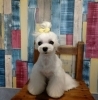 ますます可愛くなりました♪「wa-mii dog （ワーミードッグ）」