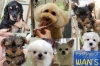 「ドッグショップ WAN'S」かわいい仔犬と楽しい暮らしの始まりはWAN'Sから