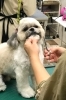 大事なわんちゃんを丁寧にトリミングいたします「ドッグショップ WAN'S」