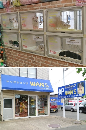 上：店内にはわんちゃんがたくさん♪
下：青い看板が目印です「ドッグショップ WAN'S」