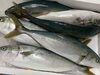 「本日鮮魚入荷致しました。[岩牡蠣は７月から販売致します。]」