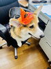 「『お仕事中にちょっと失礼🎃 サスケのハロウィン』」