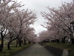 桜満開の並木道です。
4月頃には“桜まつり”が開催されます。「宮野公園管理事務所」