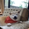 14歳なのに、笑顔がかわいいココちゃん♪