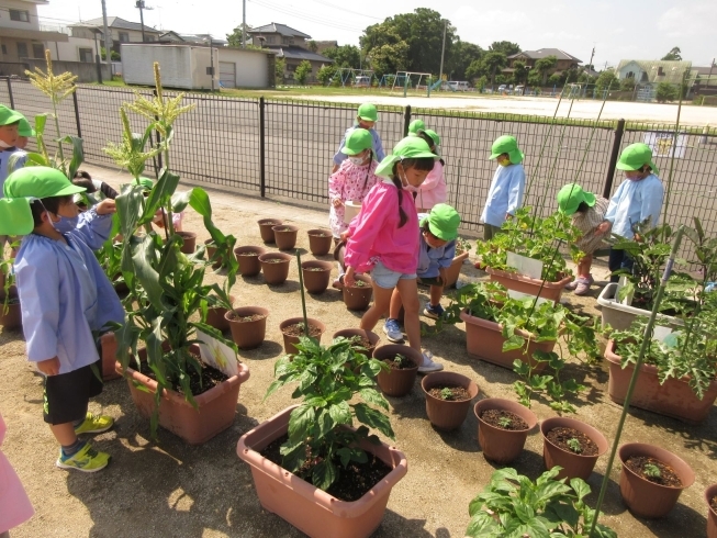 大きくな～れ❣「夏野菜」