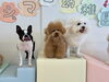 ぽんちゃん♡くまくん♡ぱんちゃん「ましゅまろ幼稚園🐾」