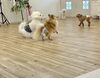 「ましゅまろ幼稚園🐾」