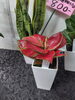 「【泉佐野市、貝塚市、熊取町、日根野】でお住まいの方で観葉植物を育ててる方、観葉植物を育ててみたい方にオススメの花屋りっちゅ情報」