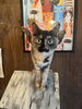 チャー「サビ猫姉妹のチャーとハン🐾」
