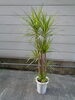 コンシンネ・ゴールド（小）「観葉植物入荷他」