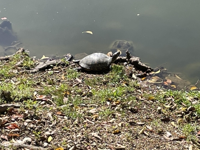 緑ヶ丘公園の亀さん「緑ヶ丘公園」