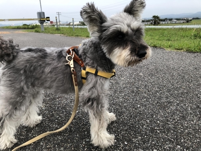 昨日の散歩。川土手にて。「いよいよ7月が、スタート…」