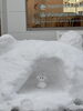 誰か入ってます　笑笑笑「わんこのかまくら作りました☃️」