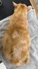 「猫はシャンプーしてはいけない！？　岡山猫専門サロン」