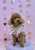 モコ ちゃん「ピンクバレンタイン💕」