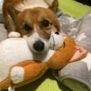 ゴロゴロ