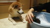 「子猫…まだもらい手が見つかりません(o・д・)　誰か～」