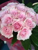 「バラ薔薇ばら」