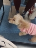 「マスコット犬のさくらです【塾、大在、個別指導、小学生、中学生、高校生】」