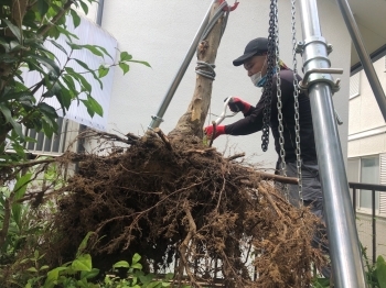 朽ちた木々の抜根も！「植木屋ハッピーグリーン」