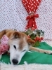 わんことストロベリー🍓＆サロン空きがでました | MARSHMALLOW・DOG