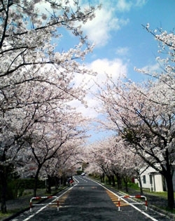 さくら特集 斐川公園 お花見に行こう 特集 まいぷれ 米子