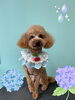 「Dog salon mofu mofu　余市町」