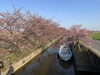 笠松河津桜「笠松河津桜ロード開花状況」