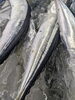 秋刀魚大き目のサイズ「関さば、秋刀魚等」
