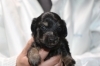 ミニチュアダックスのチョコタンオスとブラックタンメスの子犬、生後3