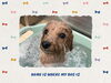 「Dog salon mofu mofu　余市町」