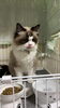 蘭丸様「7月ご利用ペットシッター キャットホテル【札幌 北区 上篠路 catbeard キャットビヤード⠀】」