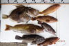 「今日の釣果その1」